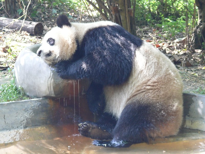 Pandas (058).jpg
